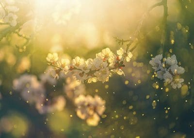 A Senior’s Guide to Managing Spring Allergies