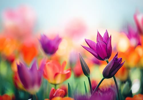 Create a Spring Flower Arrangement