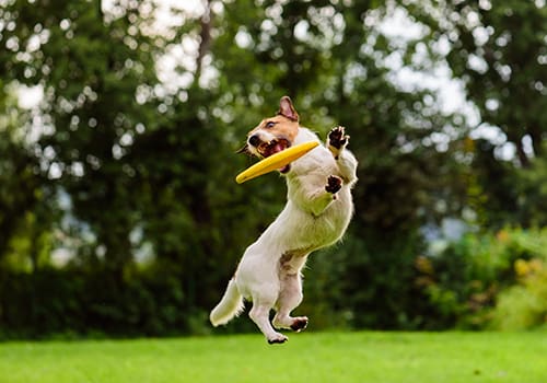 Puppy Promenade